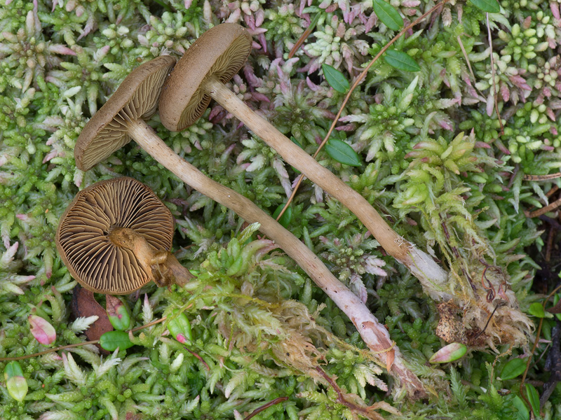 Cortinarius chrysolithus